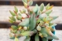 Адромисхус (Adromischus mamillaris アドロミスクス　マミラリス)